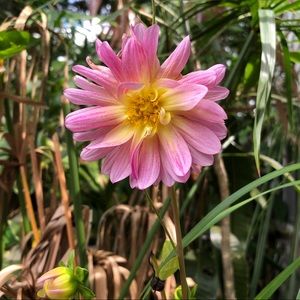 Meet your Posher, Nesalie